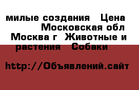 милые создания › Цена ­ 15 000 - Московская обл., Москва г. Животные и растения » Собаки   